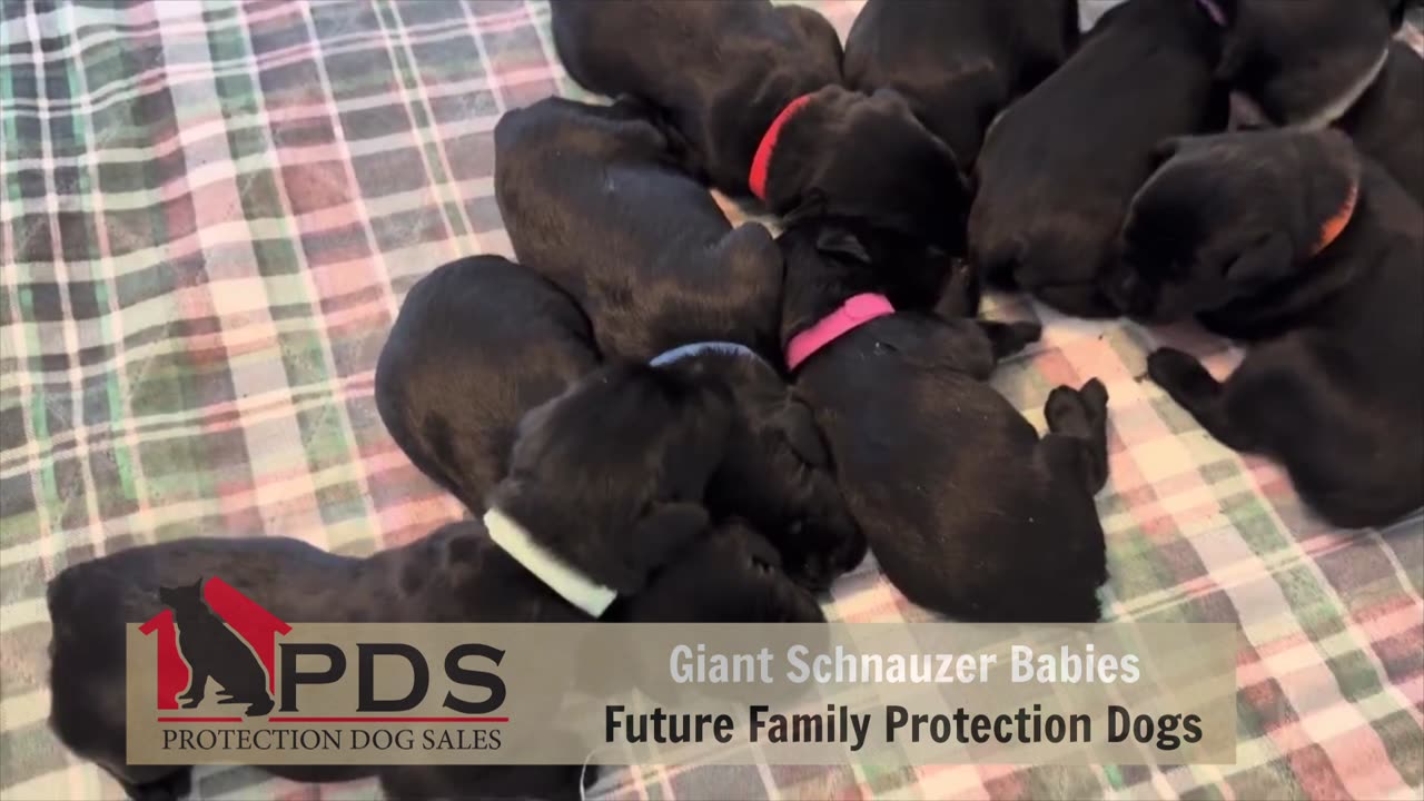 Baby Giant Schnauzers
