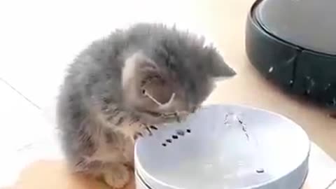 Cats, cute cats, funny cat videos, animals, pets, adorable animals,