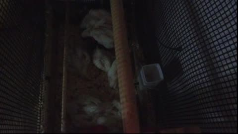 Chicken Live Stream