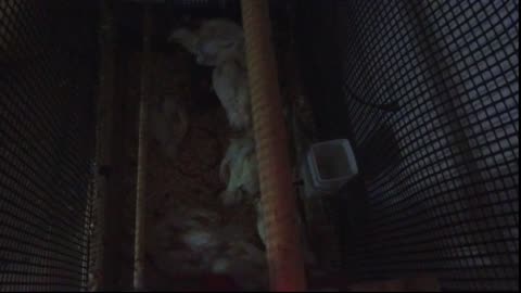 Chicken Live Stream