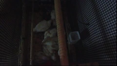 Chicken Live Stream