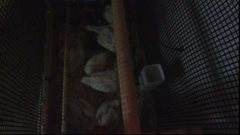 Chicken Live Stream