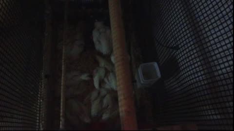 Chicken Live Stream