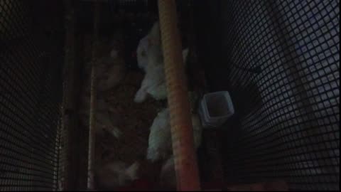 Chicken Live Stream