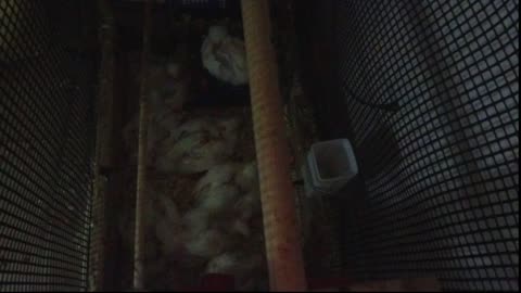 Chicken Live Stream