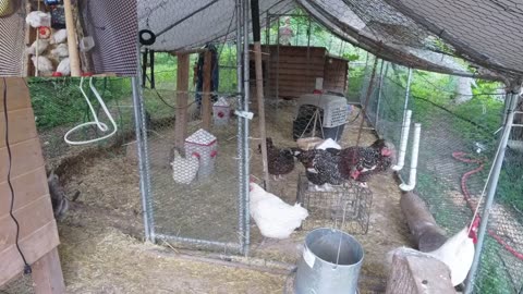 Chicken Live Stream
