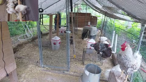 Chicken Live Stream