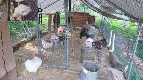 Chicken Live Stream