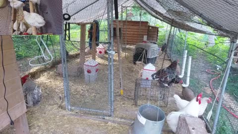 Chicken Live Stream