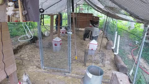 Chicken Live Stream