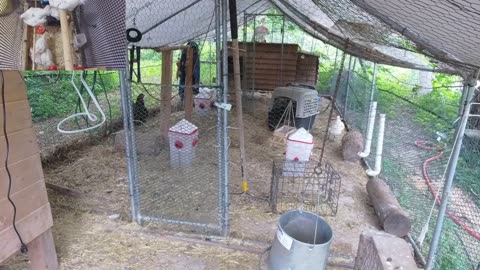 Chicken Live Stream