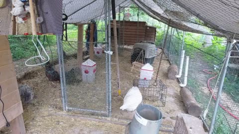 Chicken Live Stream