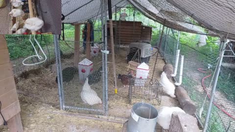 Chicken Live Stream
