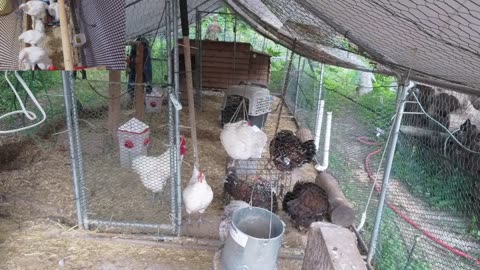 Chicken Live Stream