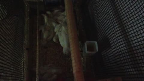 Chicken Live Stream