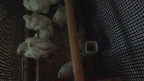Chicken Live Stream
