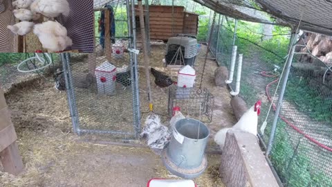 Chicken Live Stream