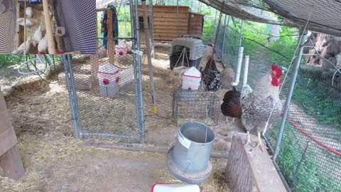 Chicken Live Stream
