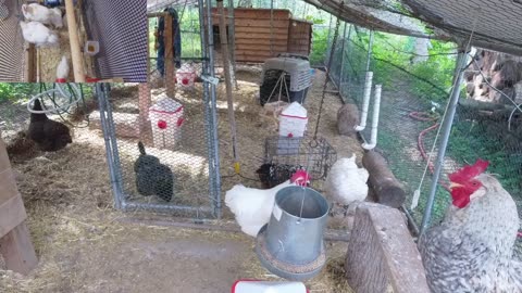 Chicken Live Stream