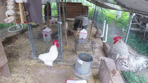 Chicken Live Stream
