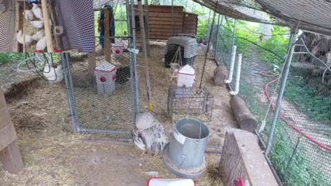 Chicken Live Stream
