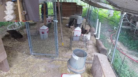 Chicken Live Stream