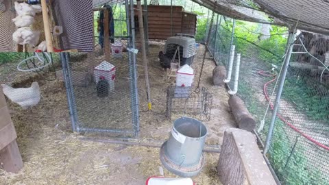 Chicken Live Stream