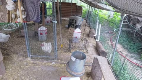 Chicken Live Stream