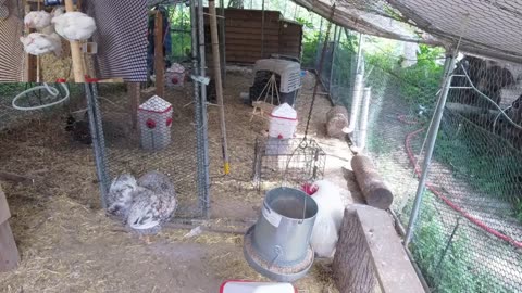 Chicken Live Stream