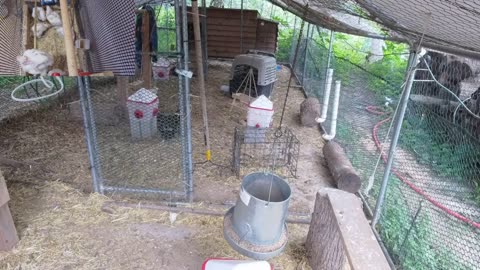 Chicken Live Stream