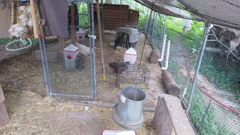 Chicken Live Stream