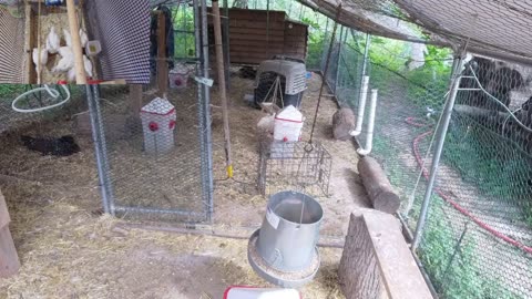 Chicken Live Stream