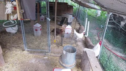 Chicken Live Stream