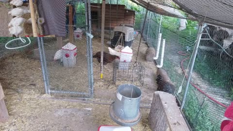 Chicken Live Stream