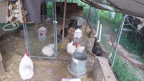 Chicken Live Stream