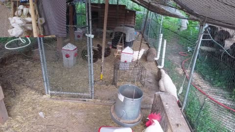 Chicken Live Stream