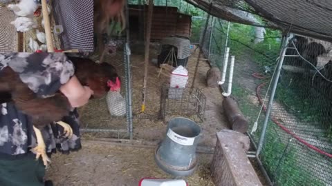 Chicken Live Stream