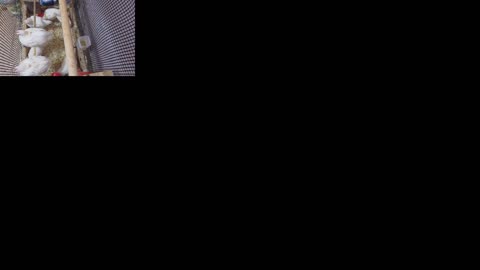 Chicken Live Stream