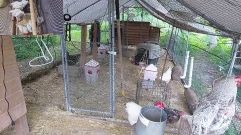 Chicken Live Stream