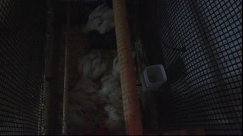 Chicken Live Stream
