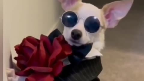 funny animals best moments 5