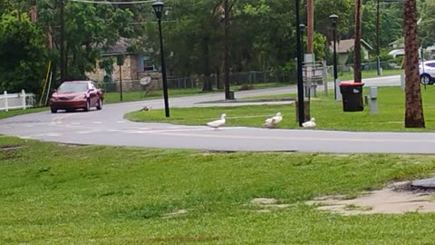 Part 3 duck in the road
