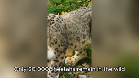 "Wild Cats Unleashed: Speed, Stealth & Survival"