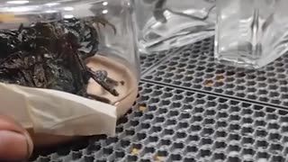 WW3 Update? What happens when a meteorite lands in your yard? 5m