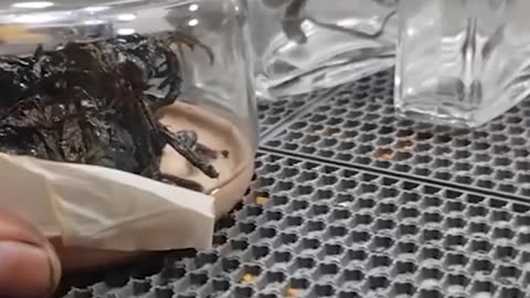 WW3 Update? What happens when a meteorite lands in your yard? 5m