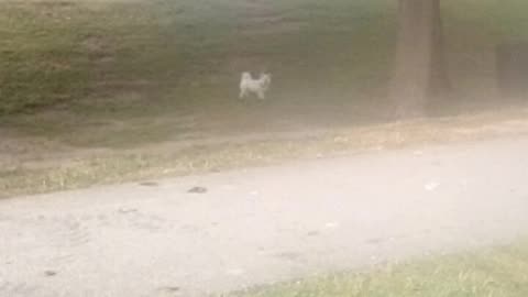 dog