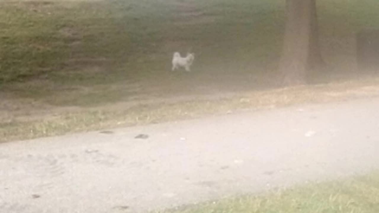 dog