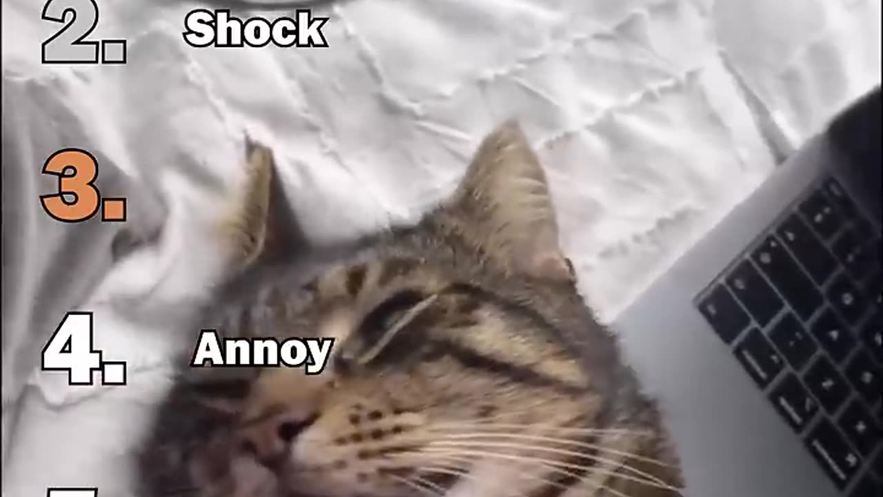 Ranking Best Cats Playing Dead Moments