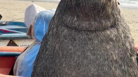 Blind Sea Lion Charms Local Fishers