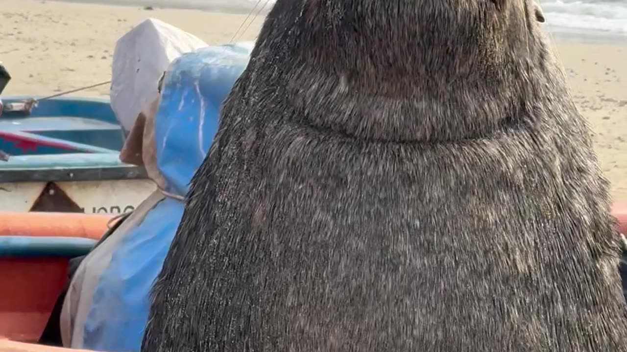 Blind Sea Lion Charms Local Fishers